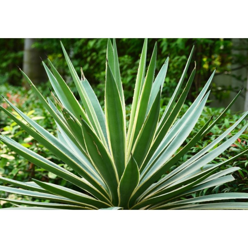 Agáve bracteosa (Agave bracteosa) 10 semi