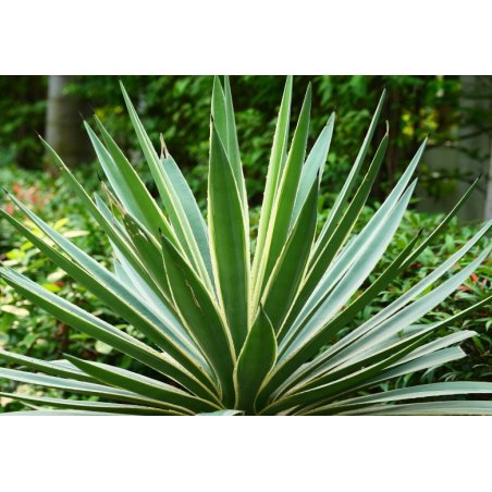 Agawa bracteosa (Agave bracteosa) 10 nasion