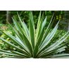 Agáve bracteosa (Agave bracteosa) 10 seeds