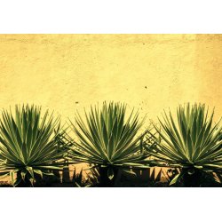 Agáva bracteosa (Agave bracteosa) 10 semien