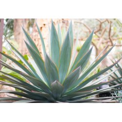 Agáve Garcia mendoza (Agave Garciae mendozae) 10 Samen