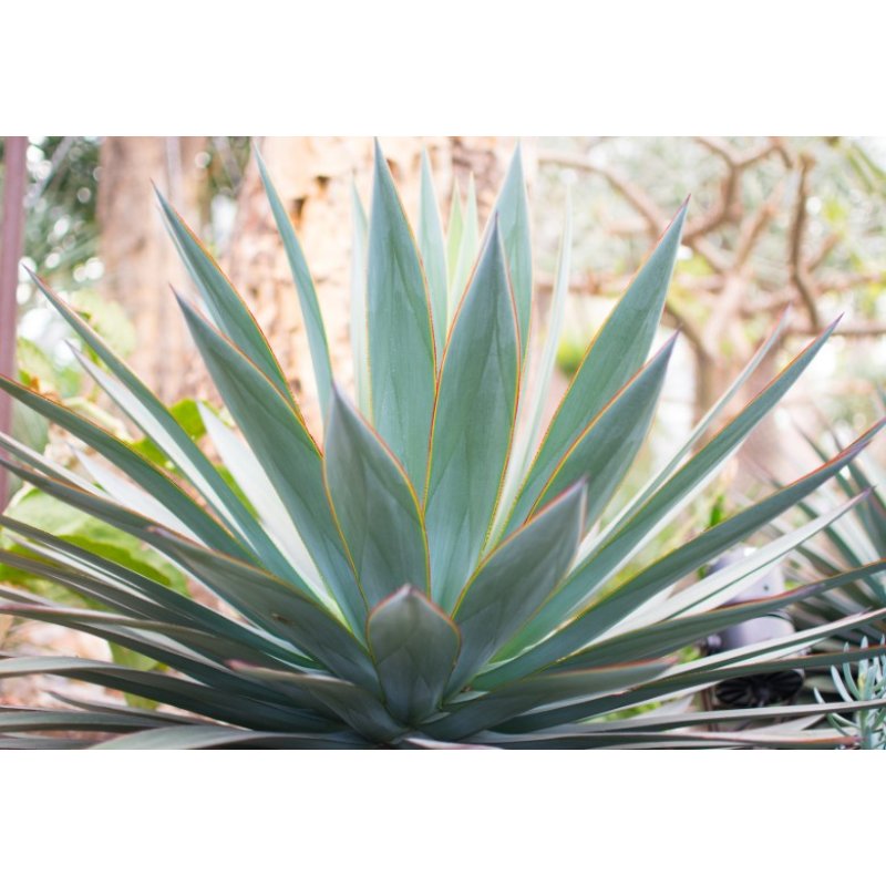 Agave Garcia Mendoza (Agave garciae mendozae) 10 seeds
