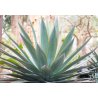Agáva Garcia Mendoza (Agave Garciae mendozae) 10 semien