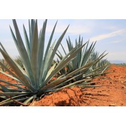 Agáve Garcia mendoza (Agave Garciae mendozae) 10 semi