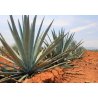 Agáve Garcia mendoza (Agave Garciae mendozae) 10 semi