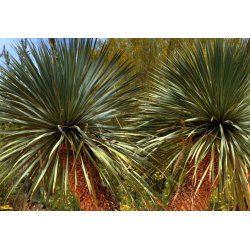 Juka Rigida (Yucca rigida) 10 semien