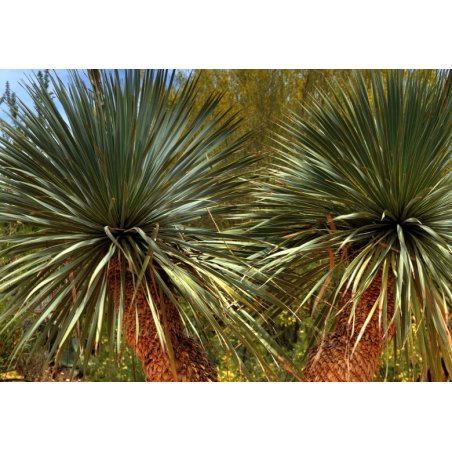 Juka Rigida (Yucca rigida) 10 semen