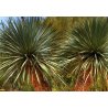 Yucca Rigida (Yucca rigida) 10 graines