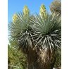 Yucca rigida (Yucca rigida) 10 semi