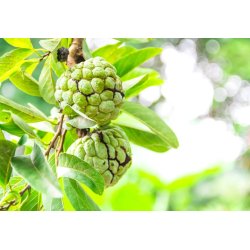 Annone écailleuse - Pomme-cannelle (Annona squamosa) 7 graines