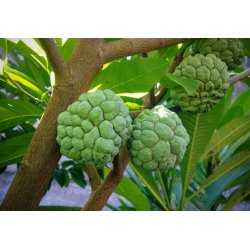 Анона лускава - Цукеркова груша (Annona squamosa) 7 насінин