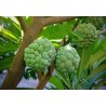 Suikerappel (Annona squamosa) 7 zaden