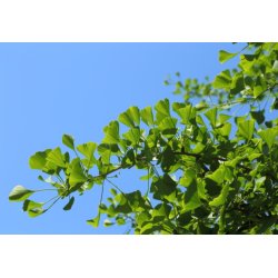 Ginkgo biloba (Ginkgo biloba) 3 zaden