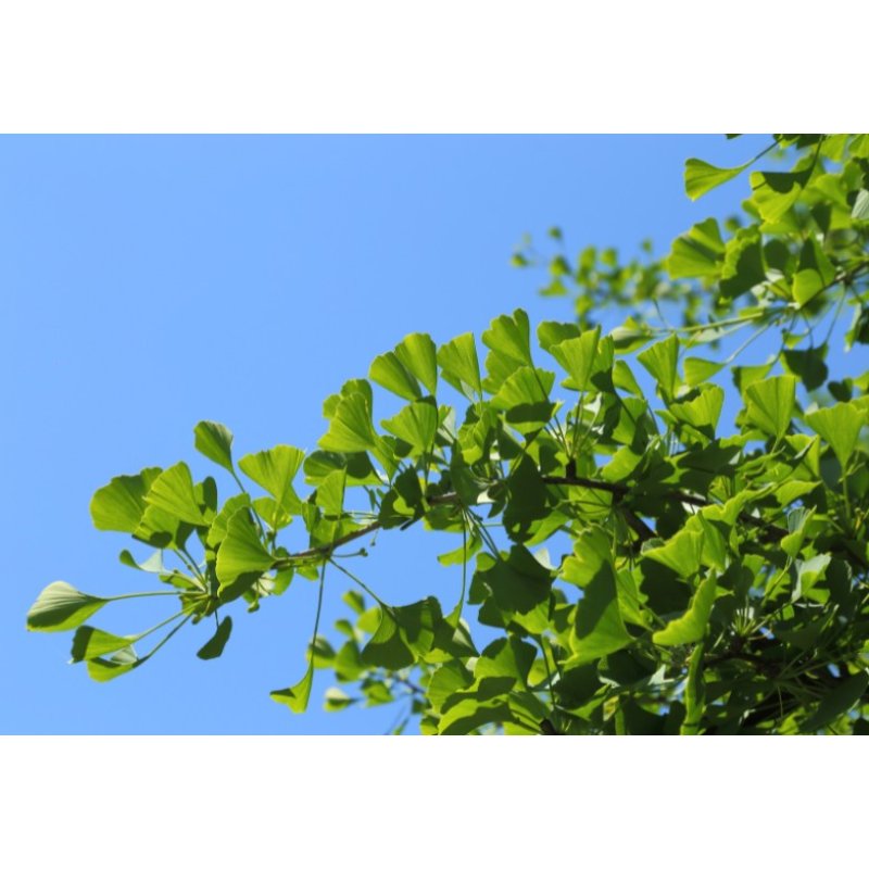 Ginkgo biloba (Ginkgo biloba) 3 zaden