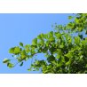 Ginkgo biloba (Ginkgo biloba) 3 frön