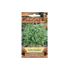 Sauge officinale