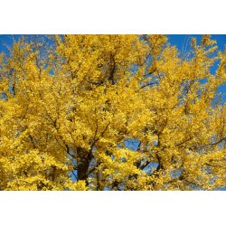 Ginkgo biloba (Ginkgo à deux lobes) 3 graines