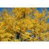 Ginkgo (Ginkgo biloba) 3 semi