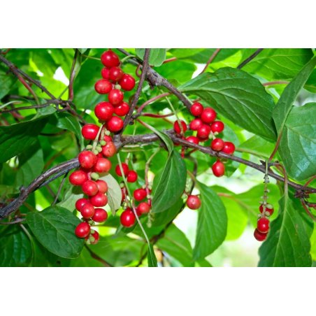 Schizandra chinese (Schisandra chinensis) 12 zaden