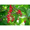 Schizandra chinoise (Schisandra chinensis) 12 graines