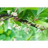 Schizandra chinoise (Schisandra chinensis) 12 graines