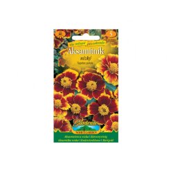 Tagetes patula – Sammetblume braun-gelb