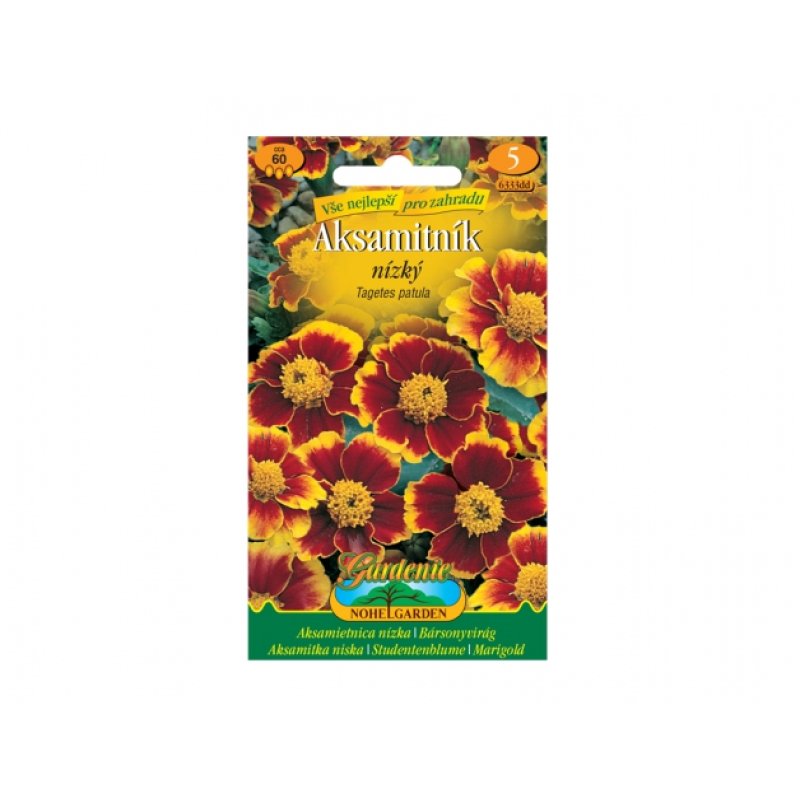 Tagetes patula – Aksamitník hnědo-žlutá
