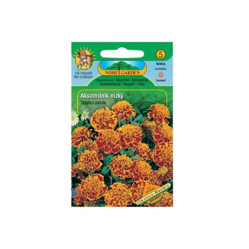 Tagetes patula nain Orange - Brown