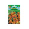 Tagetes utbredd låg Orange - Brown