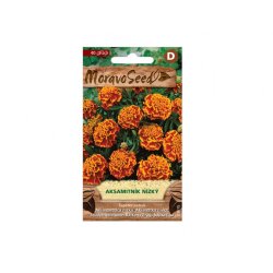 Tagetes patula - Studentenblume ausgebreitet niedrig orangebraun