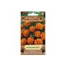 Tagetes patula - Aksamitník rozkladitý nízký oranžovohnědá