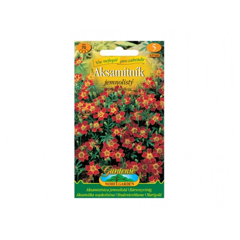 Œillet d'Inde - tagetes tenuifolia