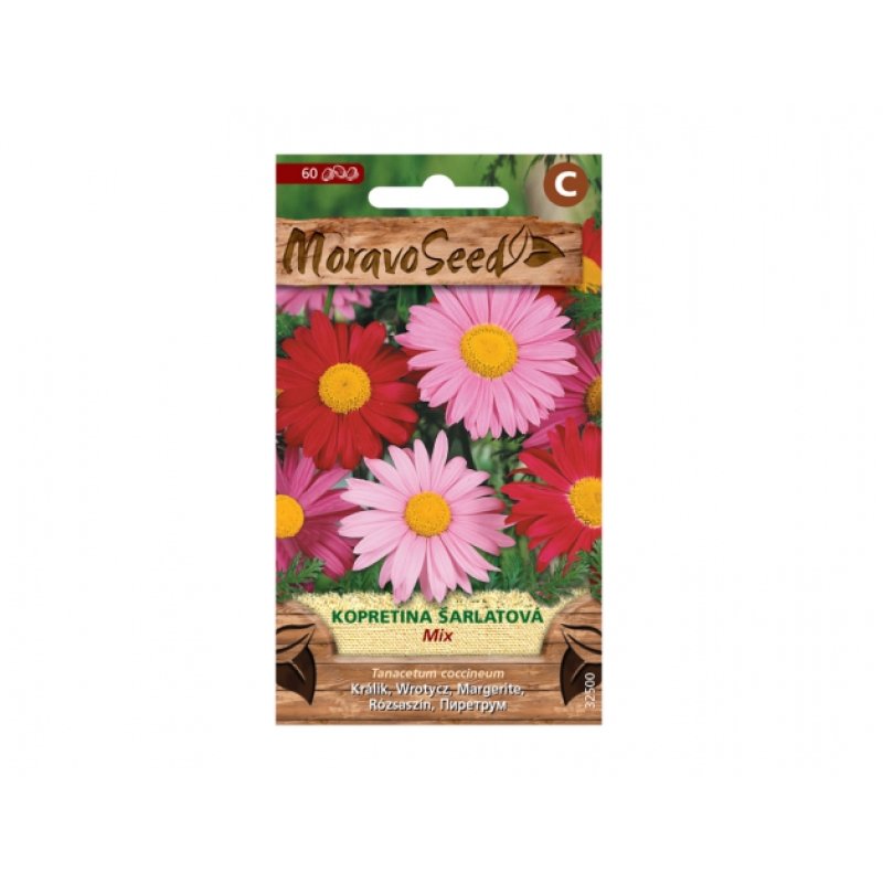 Tanacetum coc scarlet daisy