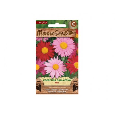 Tanacetum coc margarita escarlata