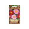 Tanacetum coc - Marguerite écarlate