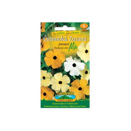 Schwarzäugige Susanne - Mix (Thunbergia alata)