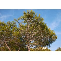 Pino ponderosa (Pinus ponderosa) 7 semillas