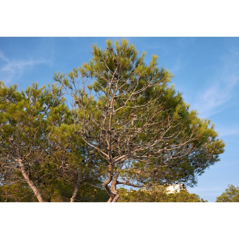 Pino ponderosa (Pinus ponderosa) 7 semillas