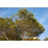 Keltamänty (Pinus ponderosa) 7 siementä
