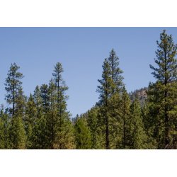 Pino ponderosa (Pinus ponderosa) 7 semillas