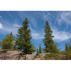 Tibetansk gran (Picea smithiana) 10 frön
