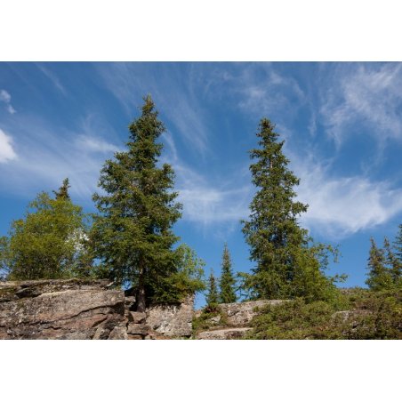 Himalaya-spar (Picea smithiana) 10 zaden