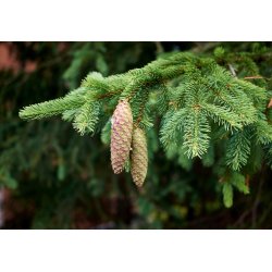 Abete himalayano (Picea smithiana) 10 semi