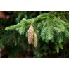 Himalaya-spar (Picea smithiana) 10 zaden