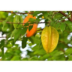 Carambola - Sterfruit (Averrhoa carambola) 5 zaden