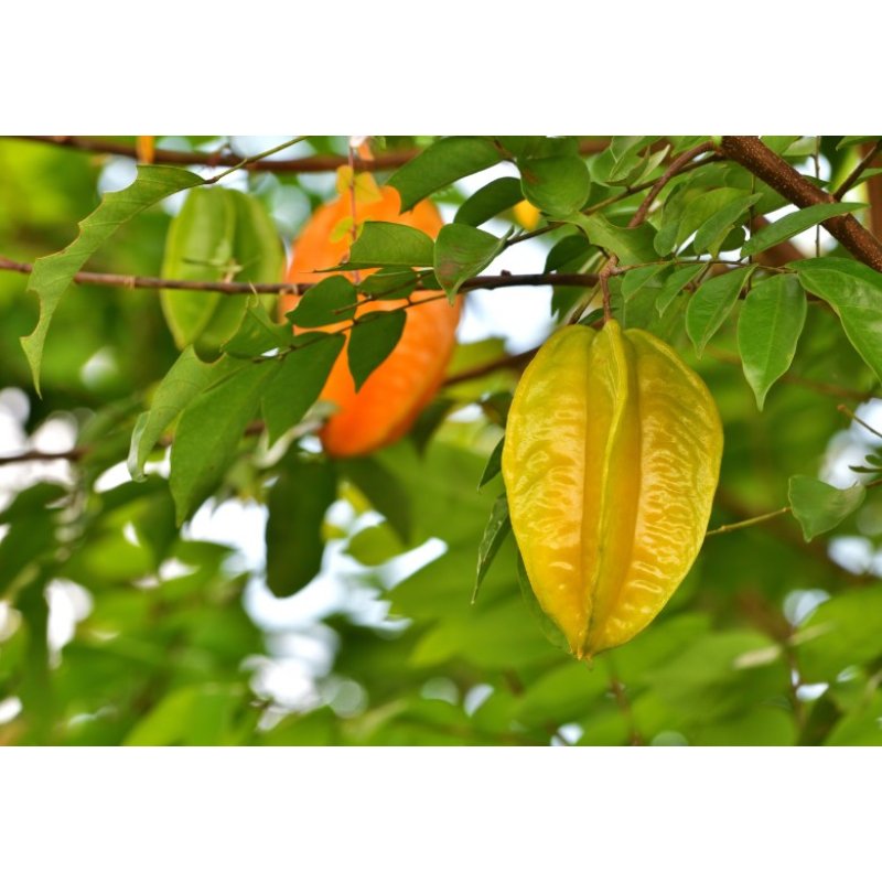 Карамбола - Китайска звезда (Averrhoa carambola) 5 семена