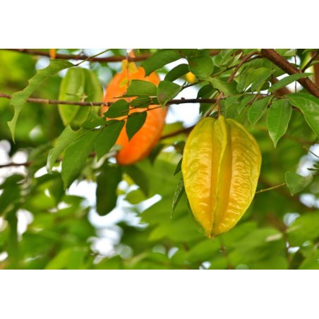 Карамбола - Китайска звезда (Averrhoa carambola) 5 семена