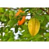 Karambola - Kínai csillaggyümölcs (Averrhoa carambola) 5 mag