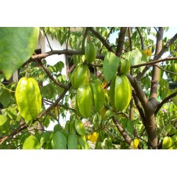 Karambola - Chinesischer Sternfrucht (Averrhoa carambola) 5 Samen