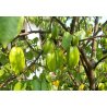 Carambola - Stella Cinese (Averrhoa carambola) 5 semi